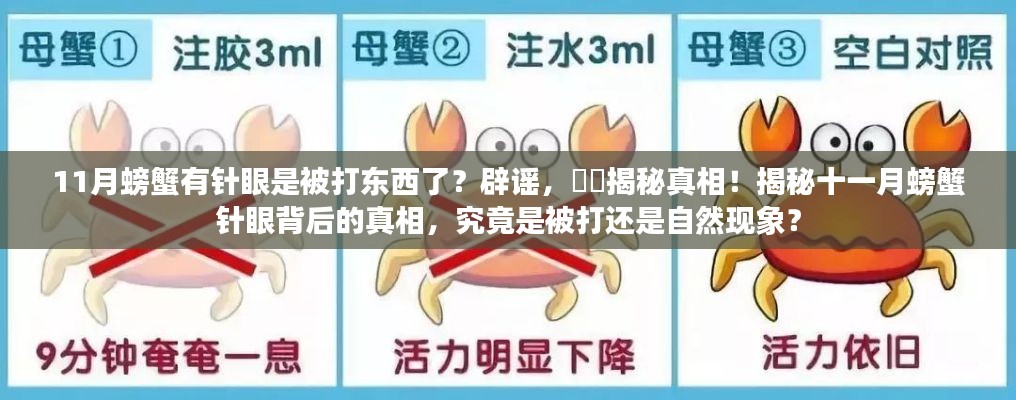 揭秘螃蟹针眼真相,自然还是人为?深度探究十一月螃蟹背后的故事!