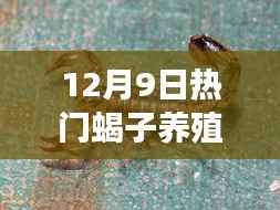 蝎子养殖之旅,探索自然秘境,寻找内心的宁静与平和——蝎子养殖日启程活动
