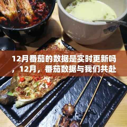 12月番茄数据实时更新,心灵旅行的奇妙之旅