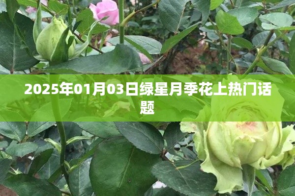 绿星月季花成热门话题,探寻其魅力与未来