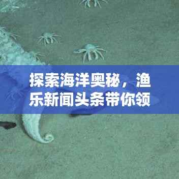 探索海洋奥秘，渔乐新闻头条带你领略最新动态与乐趣