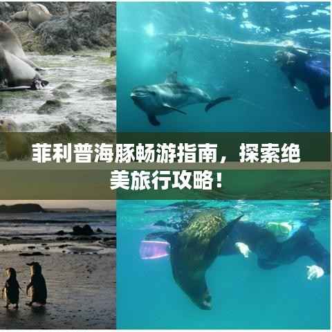 菲利普海豚畅游指南,探索绝美旅行攻略!