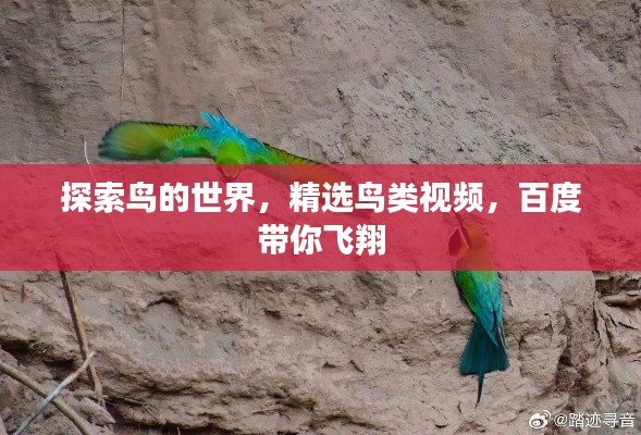 探索鸟的世界,精选鸟类视频,百度带你飞翔